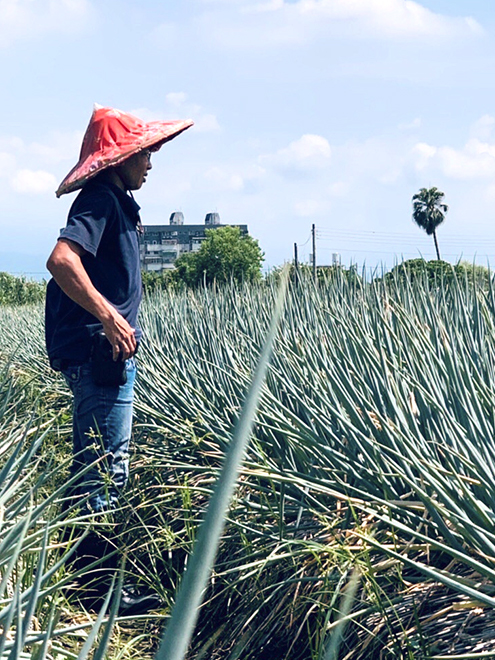 無汙染的生長環境 (en)